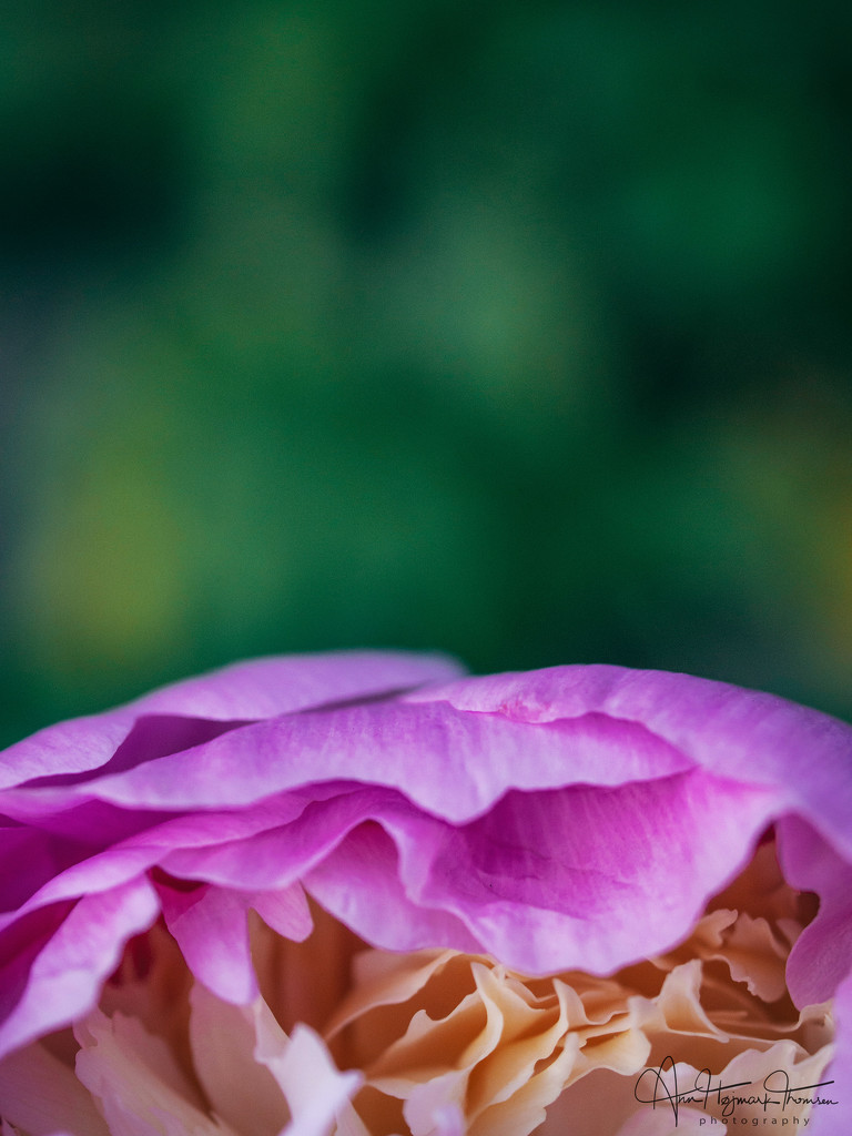 Peony in bloom by atchoo