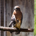 Red Tailed Hawk by swchappell