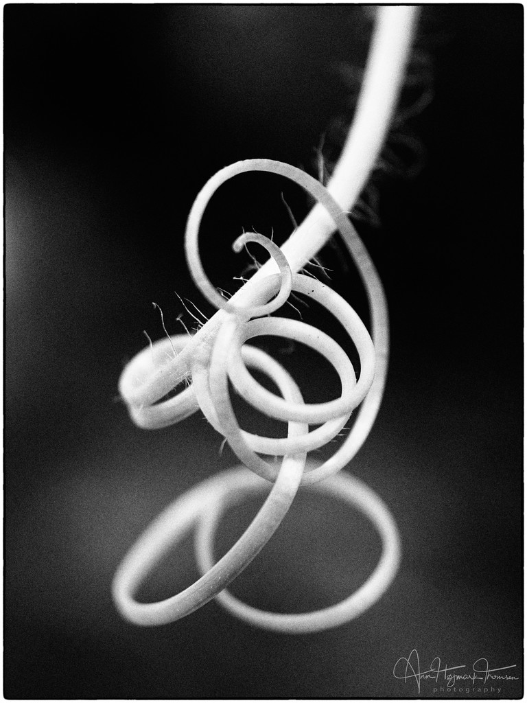 Tendril  by atchoo