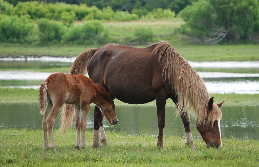 Another Dam with its foal by annepann