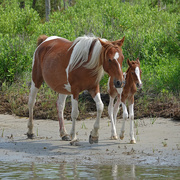22nd Jun 2018 - Mare with newly born foal