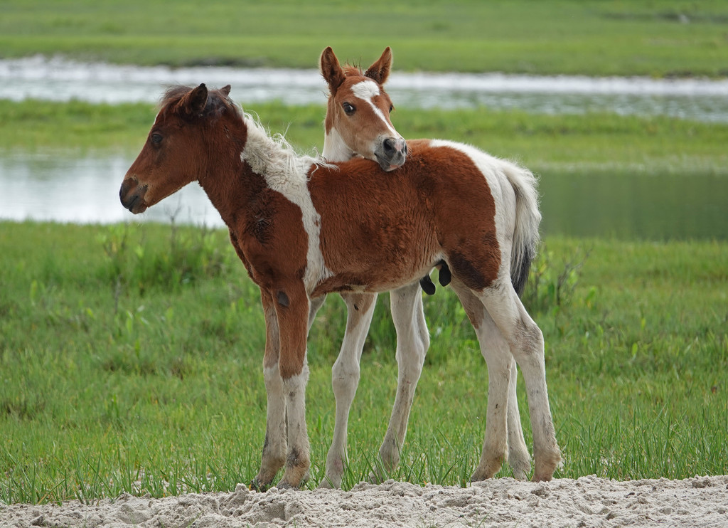 Foals from the feral horses on Assateague Island by annepann