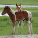 Foals from the feral horses on Assateague Island by annepann