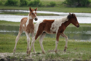 24th Jun 2018 - Foals, Assateague Island