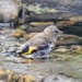 Goldfinch fledgling by rosie00
