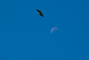 7th Jun 2018 - Soaring by the moon
