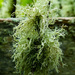 Lichen by lifeat60degrees