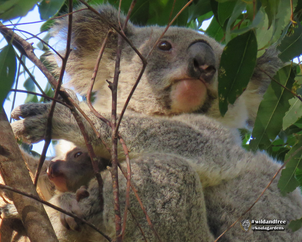 ah that winter sun by koalagardens