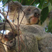 ah that winter sun by koalagardens
