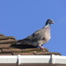 Mr Woodie on the roof top ! by beryl