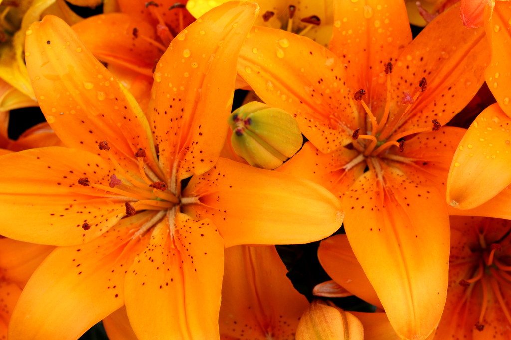 Pictures of Lilies by phil_howcroft
