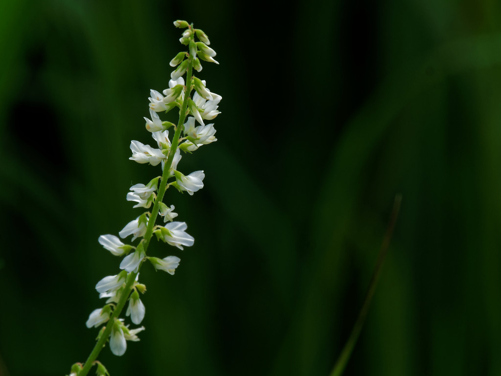 White stalk by rminer