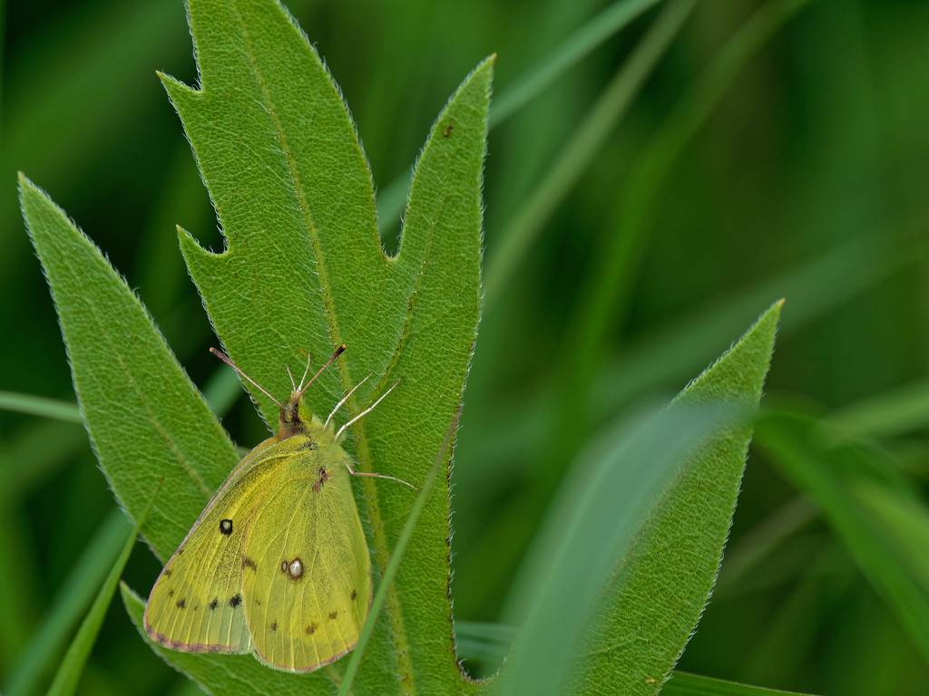 sulphur butterfly by rminer