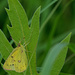 sulphur butterfly by rminer