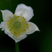 White wildflower by rminer