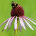 bee on coneflower by rminer