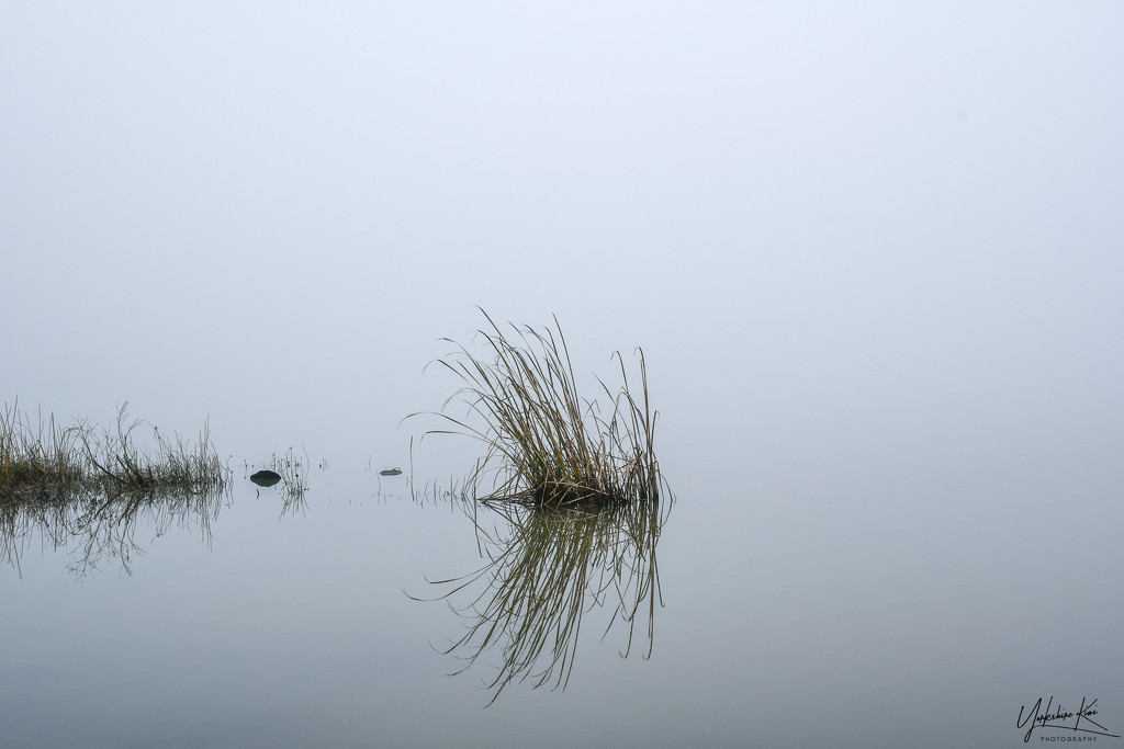 Fog on the Lake by yorkshirekiwi