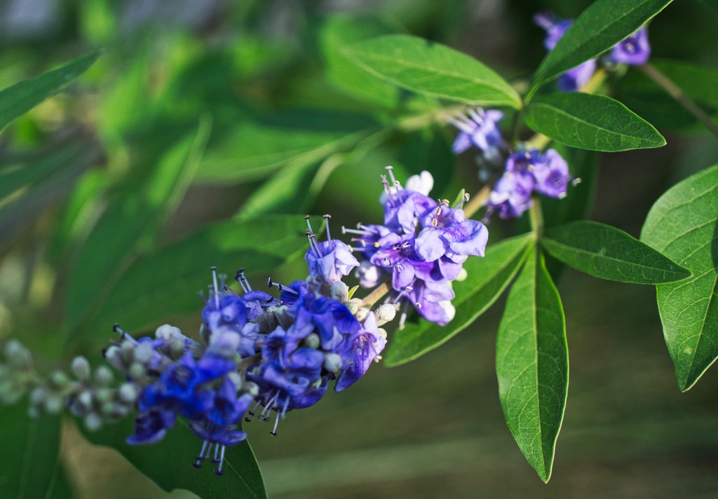 Vitex by eudora