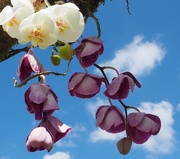 22nd Jun 2018 - Orchids and sky...