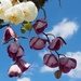 Orchids and sky... by anne2013