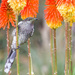wattlebird pose by ulla