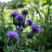 New Thistles....... by susie1205