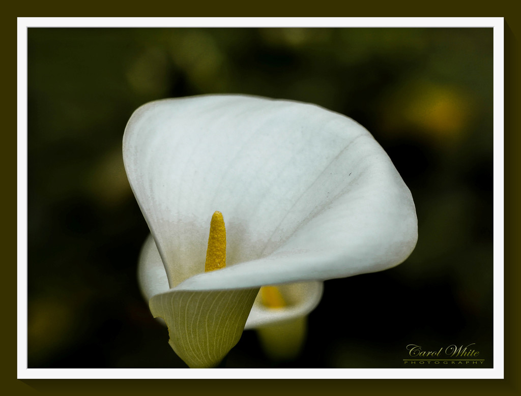 Arum Lily by carolmw