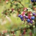 Unknown Berries by phil_sandford