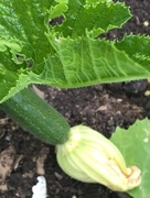 18th Jun 2018 - First Courgette of the Year