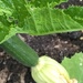 First Courgette of the Year by cataylor41