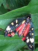 17th Jun 2018 - Newly Hatched Butterfly drying its wings