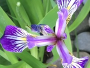 14th Jun 2018 - Iris Flower