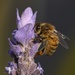 I'm Glad There Were Bees In My Lavender_DSC0917 by merrelyn
