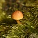 Fascinating Fungi_DSC1005 by merrelyn