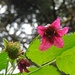 Salmonberry by janeandcharlie