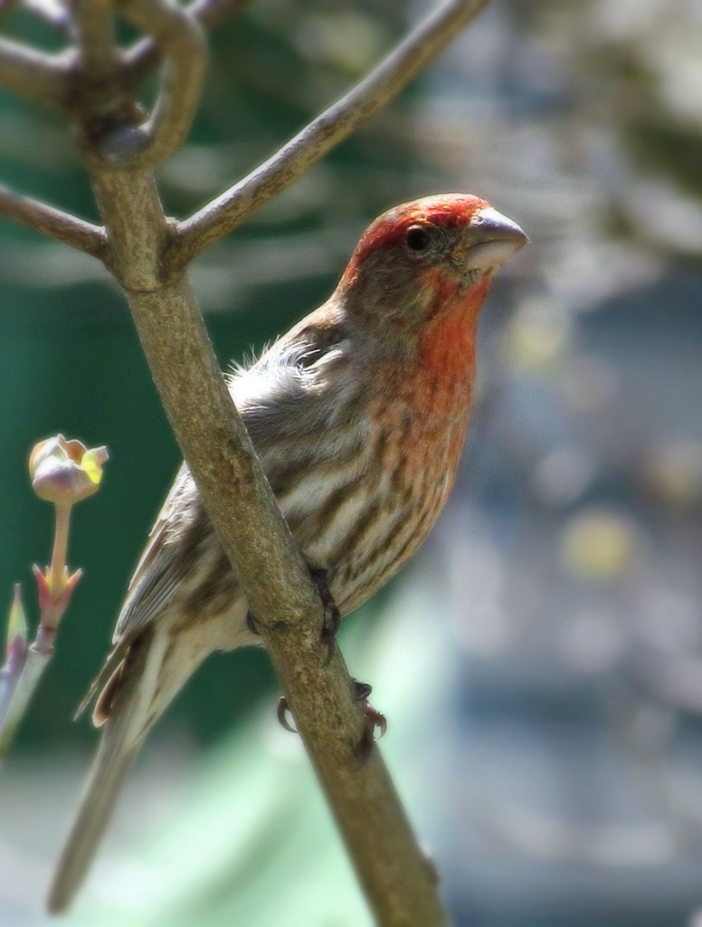 Male House Finch by glimpses