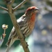 Male House Finch by glimpses