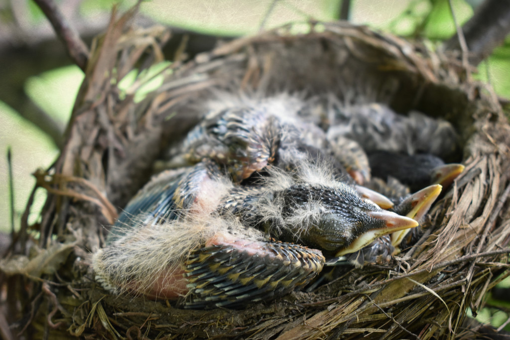 Almost Outgrowing Their Nest by alophoto
