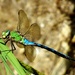 Emperor Dragonfly by julienne1