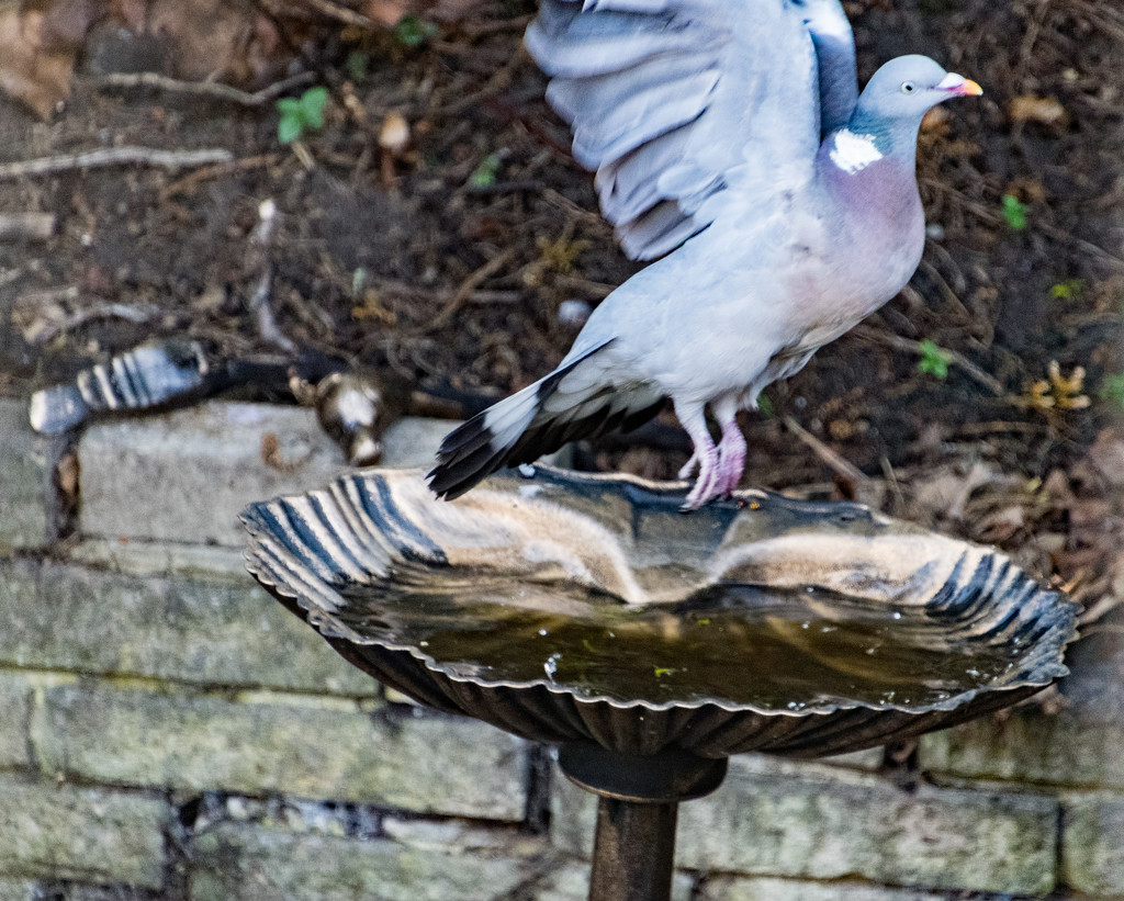 Pigeon Taking Off by billyboy