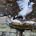 Pigeon Taking Off by billyboy