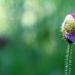 Budding Flower by phil_sandford