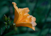 24th Jun 2018 - Day Lily In the Evening 