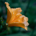 Day Lily In the Evening  by jgpittenger