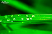 24th Jun 2018 - Grass with drops