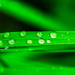 Grass with drops by elisasaeter