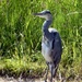 Heron by the Bridgewater Canal by cmp