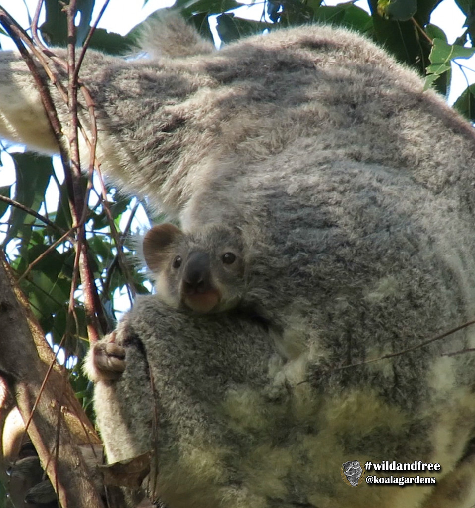 the best spot by koalagardens