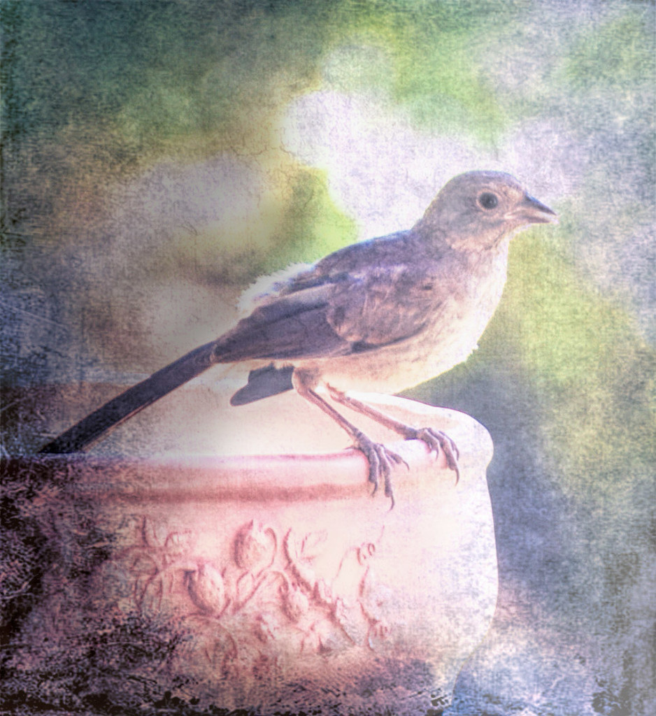 Song Bird by joysfocus