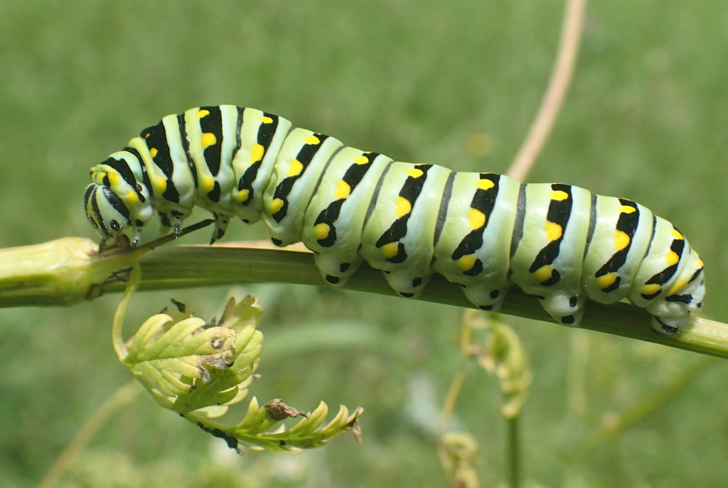 Black Swallowtail Caterpillar by cjwhite